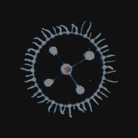 Um Mar Pra Cada Um, - 2025 • Álbum