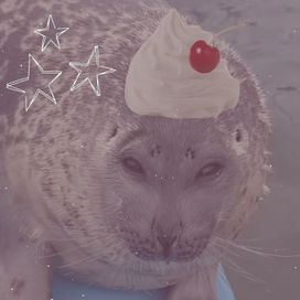 Foca Watona (Exotiko Version) - 2026 • Single/EP