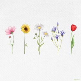 wildflower - 2024 • Single/EP