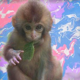 baby monkey - 2021 • Single/EP