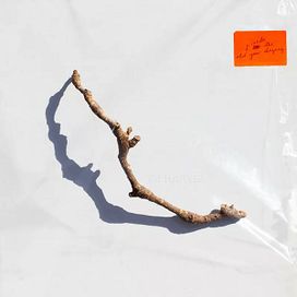 I Inside The Old Year Dying - 2023 • Álbum