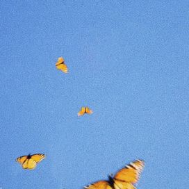 Butterflies - 2020 • Sencillo/EP