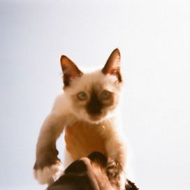 腕の中でしか眠れない猫のように - 2020 • Single/EP