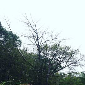 Rain - 2017 • Álbum