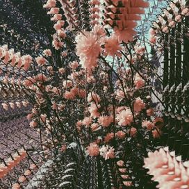 Dazed Days - 2017 • Álbum