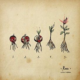 Rosa - 2018 • Álbum