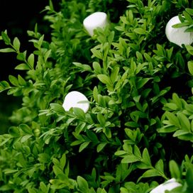 Bushes and Marshmallows - 2009 • Álbum