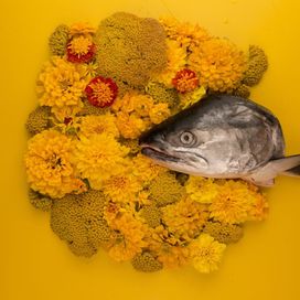 Fish Eyes EP - 2016 • Sencillo/EP