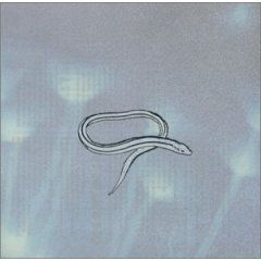Bring On The Snakes - 2001 • Álbum