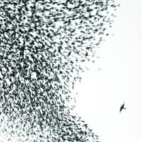 Sky Blue Sky - 2007 • Álbum
