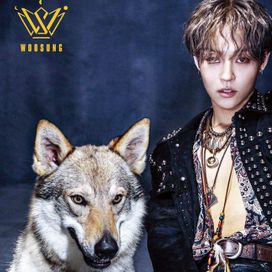 WOLF - 2019 • Álbum