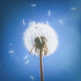 Dandelion Dreams - 2025 • Sencillo/EP