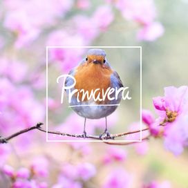Primavera (Ao Vivo) - 2017 • Sencillo/EP
