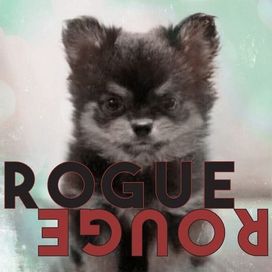 Rogue Rouge - 2018 • Álbum