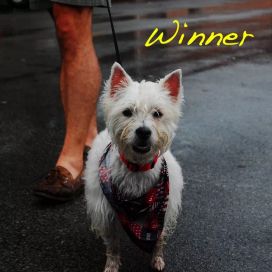 WINNER - 2011 • Álbum