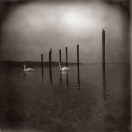 Conference Of The Birds - 2006 • Álbum