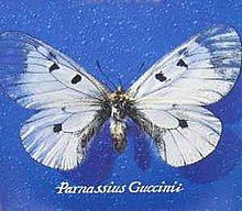 Parnassius Guccinii - 1993 • Álbum