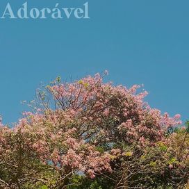 Adorável  - 2024 • Sencillo/EP