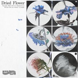 dried flower - 2022 • Sencillo/EP