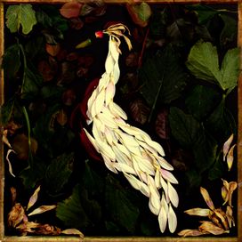 Fortunate Fall - 2013 • Álbum