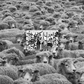 Grey Sheep II - 2016 • Álbum