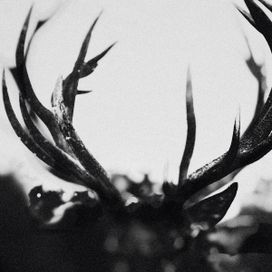 Ihsahn - 2024 • Álbum