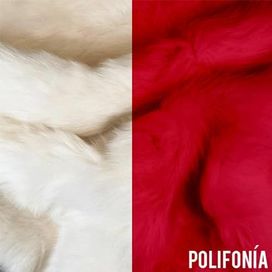 POLIFONÍA - ESTRELLA SEMIVIVA
