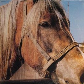 The Horse - 1985 • Álbum