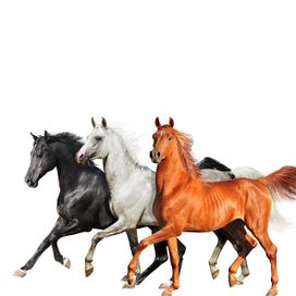 Old Town Road (Diplo Remix) - 2019 • Single/EP