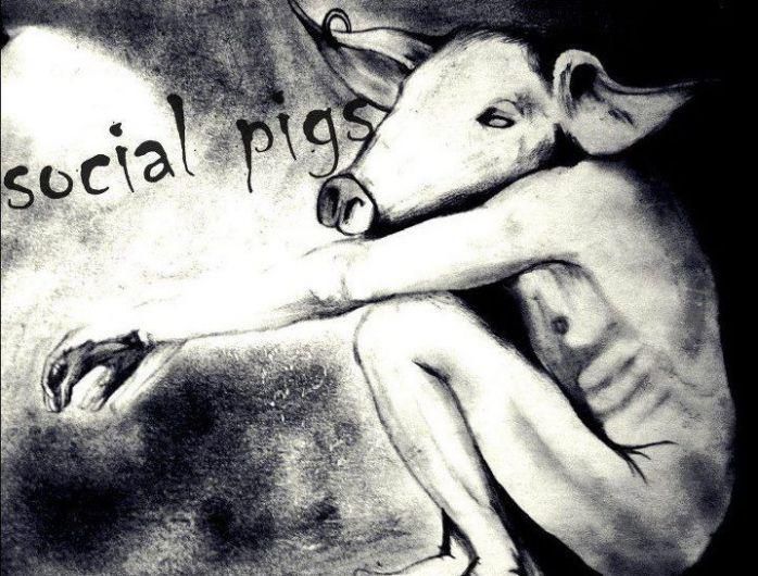 Foto de SocialPigs