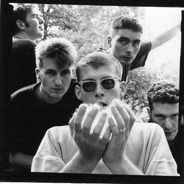 Foto de New Fast Automatic Daffodils