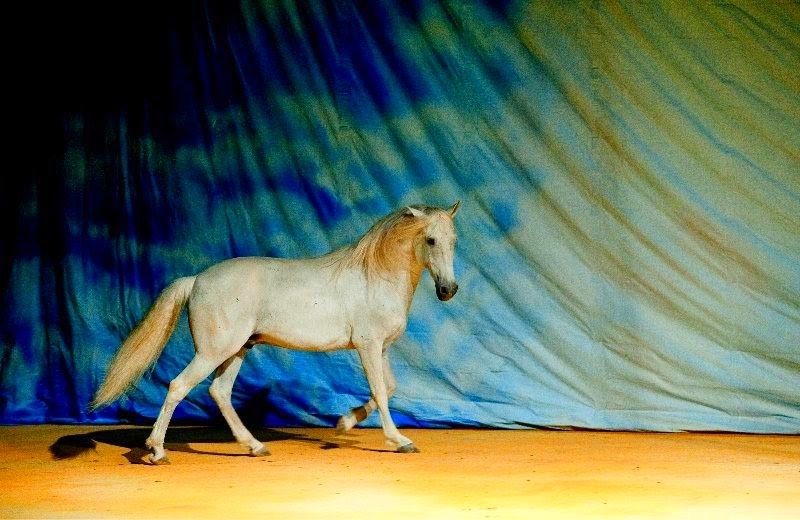 Foto de O Sonho do Cowboy