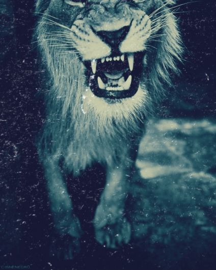 Foto de Leões da Arca