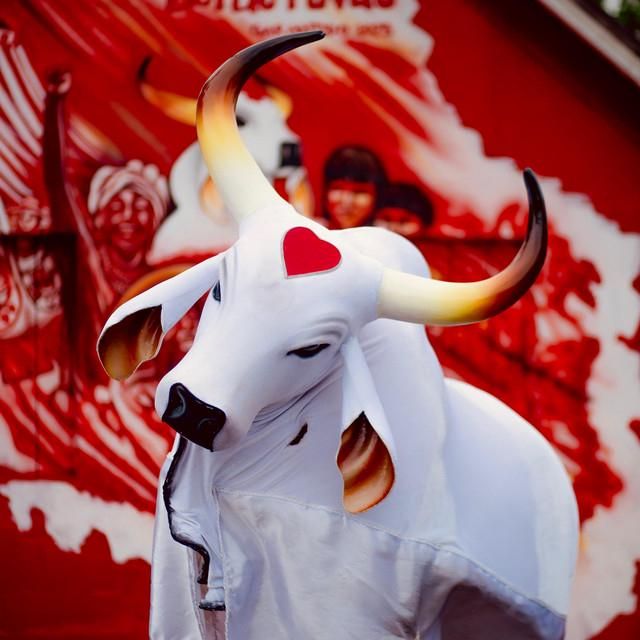 Foto de Boi Garantido