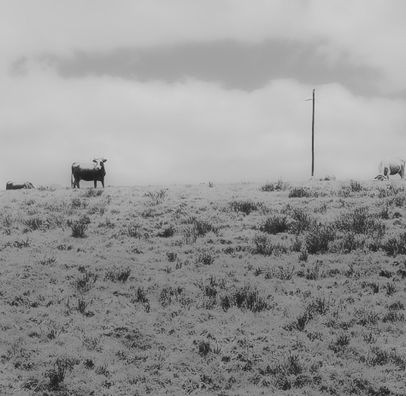 Foto de Degenerare principe