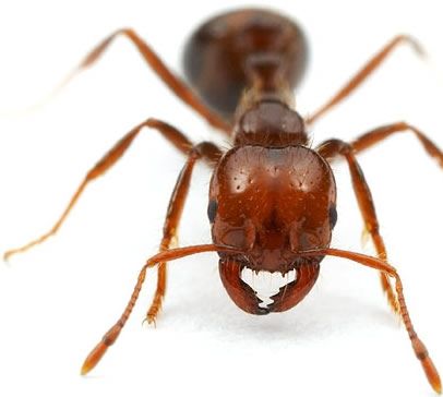 Foto de Formigas Valentes