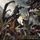 Portada de la canción "The Epigone", de Becoming The Archetype
