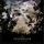 Portada de la canción "Weather The Storm", de Insomnium