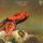 Portada de la canción "Think Of Me With Kindness", de Gentle Giant