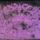 Portada de la canción "Fade Into You", de Mazzy Star