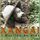 Portada de la canción "Alvoroço", de Xangai