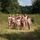 Portada de la canción "Soft Animal", de The Hotelier