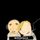 Portada de la canción "Twice As Nice", de Pomplamoose