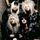 Portada de la canción "Would You Love a Creature (Like Me)", de Sister