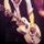 Portada de la canción "Up Jumped The Devil", de Izzy Stradlin