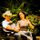 Capa da música "Entre o Amor e a Razão", de Christian Moraes e Talasi