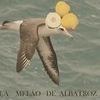 Foto de: Cabeça Melão de Albatroz