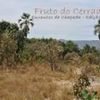 Foto de: Fruto do Cerrado