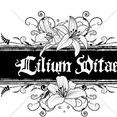 Lilium Vitae