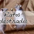 Ratos Adestrados